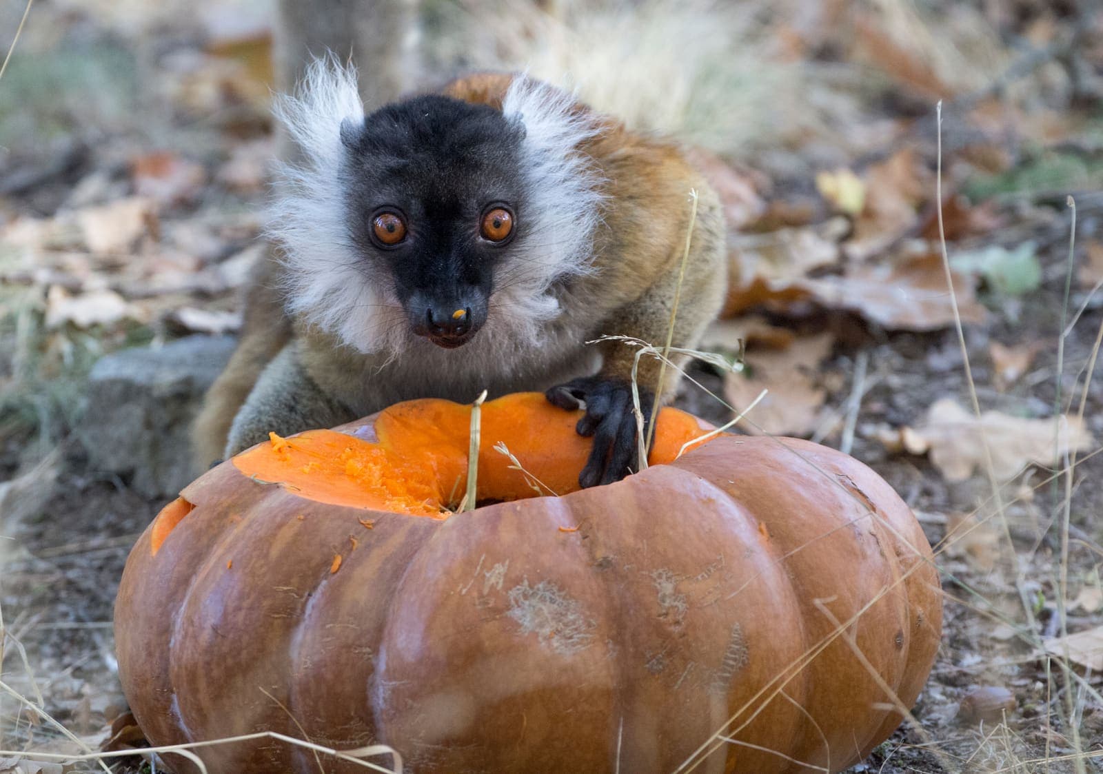 Halloween au Parc
