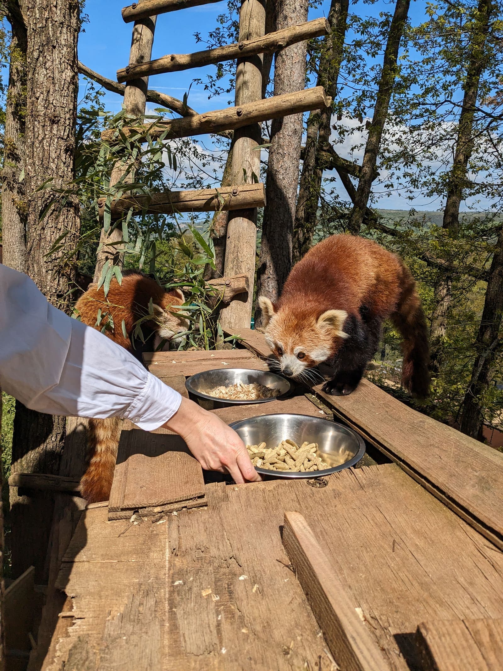 Enfant à la rencontre des animaux du Parc