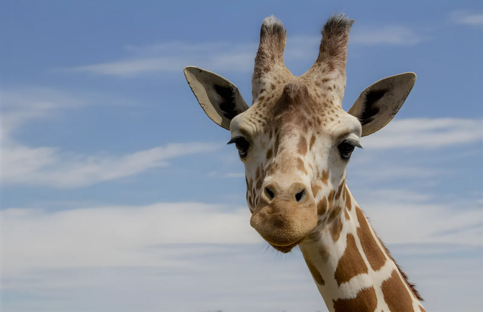 Une girafe