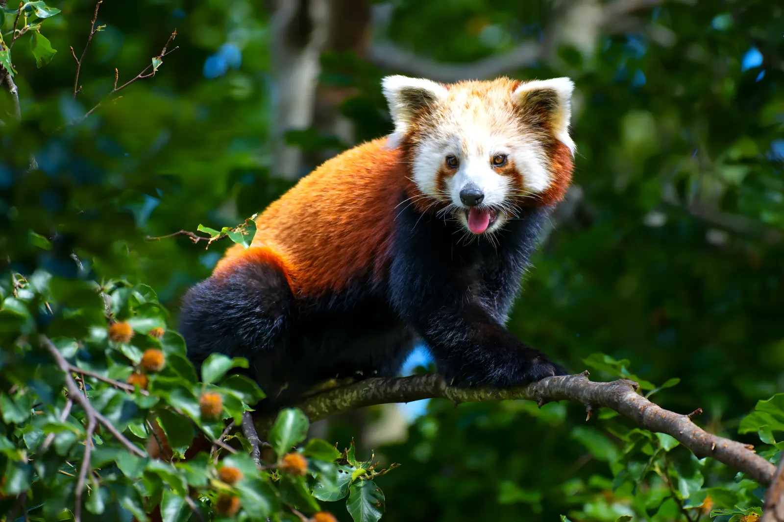 Un panda roux